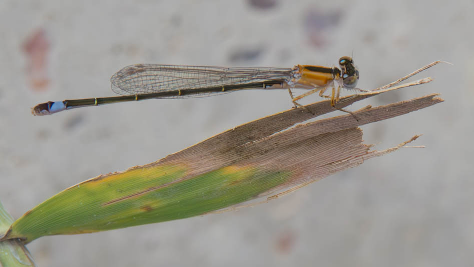 Ischnura graellsii female.jpg